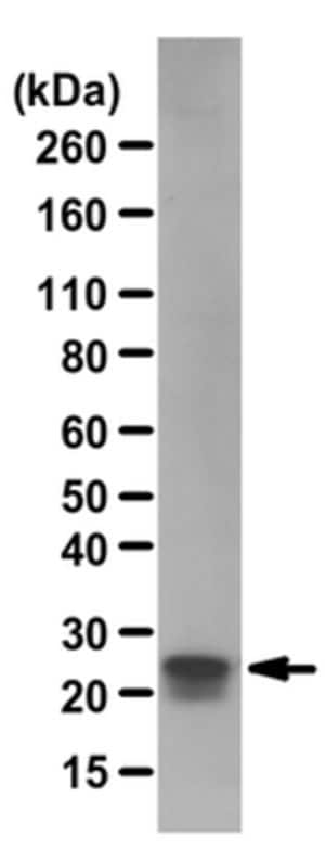 Anti-phospho-Rac1/cdc42 (Ser71) Antibody from rabbit, purified by affinity chromatography