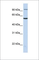 Anti-TNPO2 (ab1) antibody produced in rabbit affinity isolated antibody