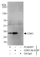 Rabbit anti-CDK1 Antibody, Affinity Purified Powered by Bethyl Laboratories, Inc.