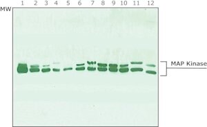 Anti-MAP Kinase (ERK-1, ERK-2) antibody produced in rabbit whole antiserum