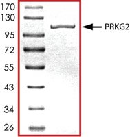 PRKG2, active, GST tagged human PRECISIO&#174; Kinase, recombinant, expressed in baculovirus infected Sf9 cells, &#8805;70% (SDS-PAGE), buffered aqueous glycerol solution