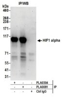Goat anti-HIF1-alpha Antibody, Affinity Purified Powered by Bethyl Laboratories, Inc.
