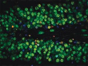 抗-NeuN抗体，克隆A60，Alexa Fluor&#174;488结合 clone A60, Chemicon&#174;, from mouse