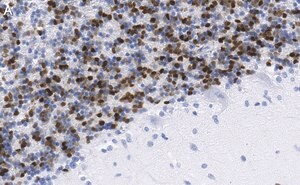 Anti-MDM2 Antibody, clone Z6H3 ZooMAb&#174; Rabbit Monoclonal recombinant, expressed in HEK 293 cells