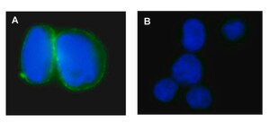 Anti-Na+/K+ ATPase &#945;-1 Antibody, clone C464.6, Alexa Fluor&#174; 488 clone C464.6, Upstate&#174;, from mouse
