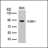 Anti-ICAM1 (Ab-512) antibody produced in rabbit affinity isolated antibody