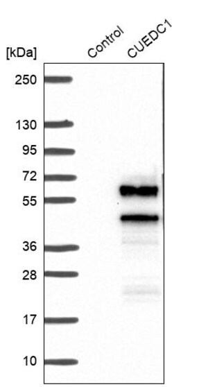 Anti-CUEDC1 antibody produced in rabbit Prestige Antibodies&#174; Powered by Atlas Antibodies, affinity isolated antibody, buffered aqueous glycerol solution, Ab2