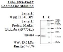 4EBP1 Active human recombinant, expressed in E. coli, &#8805;70% (SDS-PAGE)