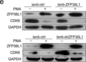Anti-ZFP36L1 Antibody from rabbit, purified by affinity chromatography