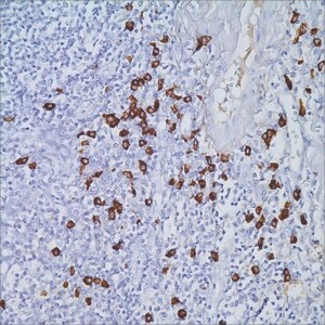 IgG4 (MRQ-44) Mouse Monoclonal Antibody