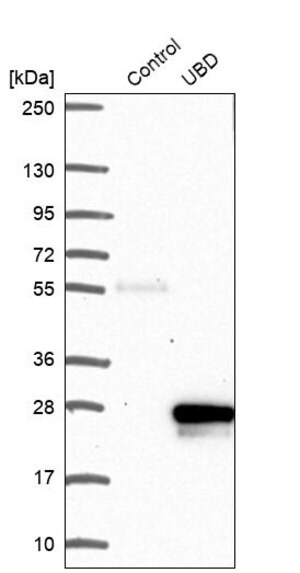 Anti-UBD antibody produced in rabbit Prestige Antibodies&#174; Powered by Atlas Antibodies, affinity isolated antibody, buffered aqueous glycerol solution