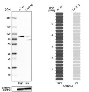 Anti-KATNAL2 antibody produced in rabbit Prestige Antibodies&#174; Powered by Atlas Antibodies, affinity isolated antibody, buffered aqueous glycerol solution