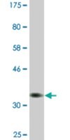 Monoclonal Anti-PSAT1, (C-terminal) antibody produced in mouse clone 1C2, ascites fluid
