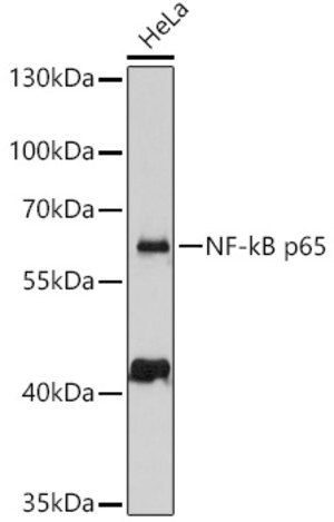 Anti-NF-kB p65 antibody produced in rabbit