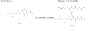 Glutathione Reductase human buffered aqueous solution, &#8805;10&#160;units/mg protein, recombinant, expressed in E. coli