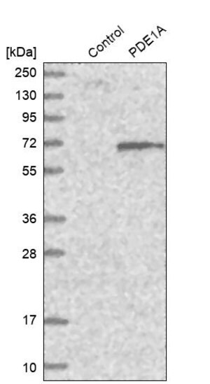 Anti-PDE1A antibody produced in rabbit Prestige Antibodies&#174; Powered by Atlas Antibodies, affinity isolated antibody, buffered aqueous glycerol solution