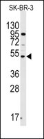 Anti-SNX6 (N-term) antibody produced in rabbit Ig fraction of antiserum, buffered aqueous solution