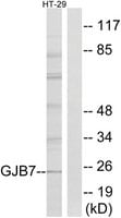 Anti-GJB7 antibody produced in rabbit affinity isolated antibody
