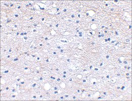 Anti-BRAL1 antibody produced in rabbit affinity isolated antibody, buffered aqueous solution