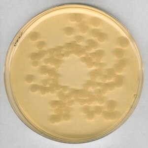 胰酶大豆琼脂 suitable for microbiology, NutriSelect&#174; Plus