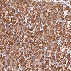 Anti-NUDT12 antibody produced in rabbit Prestige Antibodies&#174; Powered by Atlas Antibodies, affinity isolated antibody, buffered aqueous glycerol solution