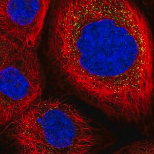 Anti-DESI2 antibody produced in rabbit Prestige Antibodies&#174; Powered by Atlas Antibodies, affinity isolated antibody