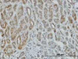 Monoclonal Anti-AEBP1 antibody produced in mouse clone 1D2, purified immunoglobulin, buffered aqueous solution