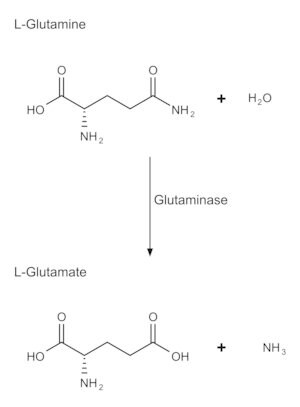 Glutaminase from Escherichia coli Grade V, lyophilized powder, 50-200&#160;units/mg protein