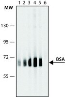 抗-牛血清白蛋白抗体,小鼠单克隆 clone BSA-33, purified from hybridoma cell culture