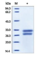 HMGB1/HMG1 human recombinant, expressed in HEK 293 cells, &#8805;95% (SDS-PAGE)