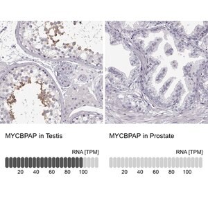 Anti-MYCBPAP antibody produced in rabbit Prestige Antibodies&#174; Powered by Atlas Antibodies, affinity isolated antibody, buffered aqueous glycerol solution