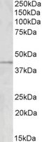 Anti-GRAMD3 antibody produced in goat affinity isolated antibody, buffered aqueous solution
