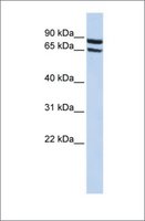 Anti-SLC6A15 antibody produced in rabbit affinity isolated antibody
