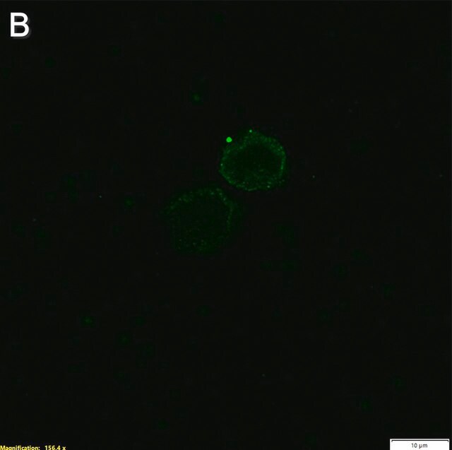 Anti-ssDNA Antibody, clone 16-19 ZooMAb® Mouse Monoclonal 