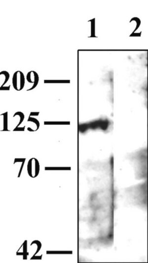 Anti-Muscarinic Acetylcholine Receptor m1 Antibody Chemicon&#174;, from rabbit