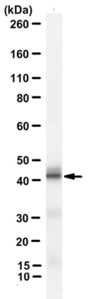 Anti-Signal peptide peptidase-like 3 Antibody, clone 7F9 clone 7F9, from mouse