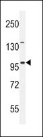 ANTI-ITIH5 (C-TERM) antibody produced in rabbit IgG fraction of antiserum, buffered aqueous solution