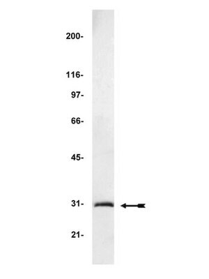 抗-GFP（绿色荧光蛋白）抗体 Upstate&#174;, from chicken