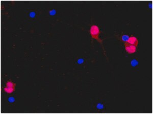 抗-NeuN抗体，克隆A60，Alexa Fluor&#174; 555结合物 clone A60, from mouse, ALEXA FLUOR&#174; 555