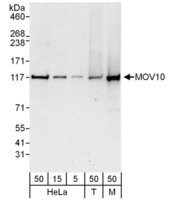 Rabbit anti-MOV10 Antibody, Affinity Purified Powered by Bethyl Laboratories, Inc.