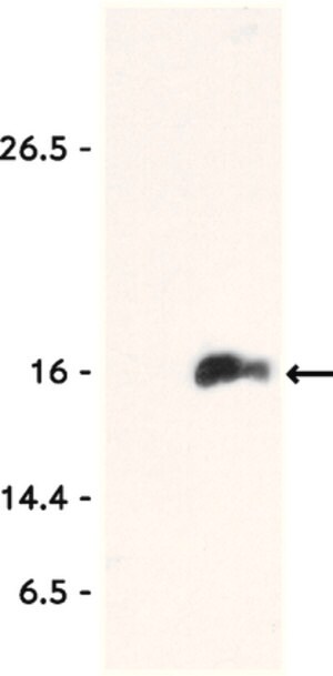 Anti-acetyl-Histone H3 (Lys9) Antibody, Trial Size Upstate&#174;, from rabbit