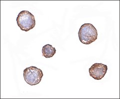 Monoclonal Anti-XBP-1 antibody produced in mouse clone 9B7E5, purified immunoglobulin, buffered aqueous solution