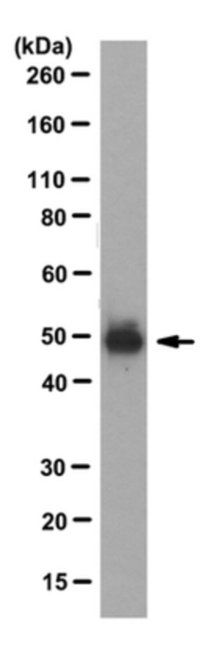 Anti-Par-2 Antibody, clone SAM11 clone SAM11, from mouse