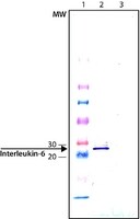 Anti-Interleukin-6 antibody produced in chicken affinity isolated antibody, buffered aqueous solution