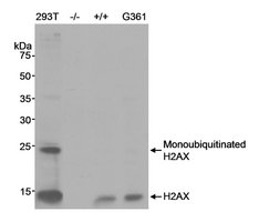 Rabbit anti-H2AX Antibody, Affinity Purified Powered by Bethyl Laboratories, Inc.