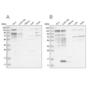 Anti-PUM1 antibody produced in rabbit Prestige Antibodies&#174; Powered by Atlas Antibodies, affinity isolated antibody