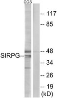 Anti-SIRPG antibody produced in rabbit affinity isolated antibody