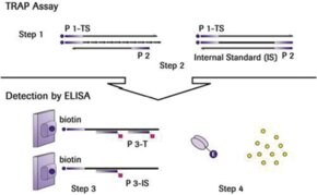 TeloTAGGG&#8482; Telomerase PCR ELISAPLUS sufficient for &#8804;96&#160;reactions, kit of 1 (16 components), suitable for enzyme immunoassay