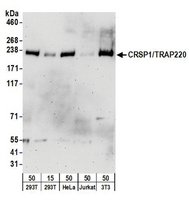 Goat anti-CRSP1/TRAP220 Antibody, Affinity Purified Powered by Bethyl Laboratories, Inc.