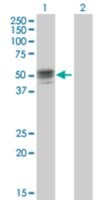 Anti-GIF antibody produced in mouse purified immunoglobulin, buffered aqueous solution